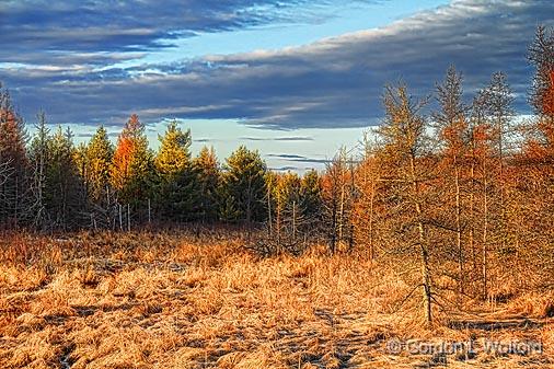 Marsh At Sunrise_08044.jpg - Photographed near Maberly, Ontario, Canada.